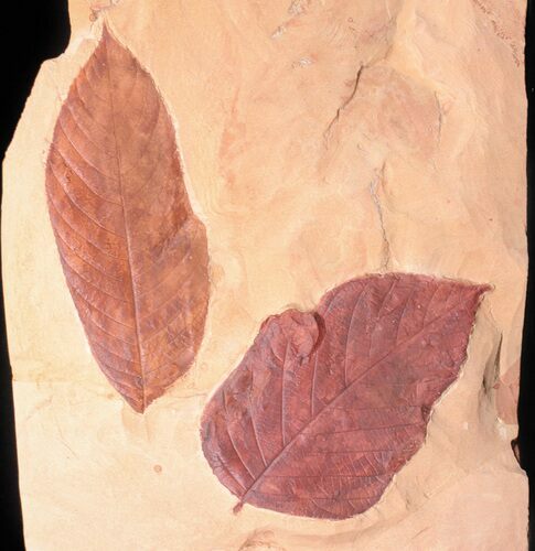 Two Large Fossil Leaves (Browniea, Castanea) - Montana #50782